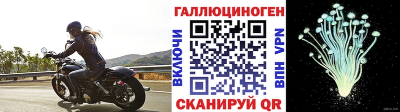 Галлюциногенные грибы Psilocybe  купить наркотики сайты  Краснозаводск 